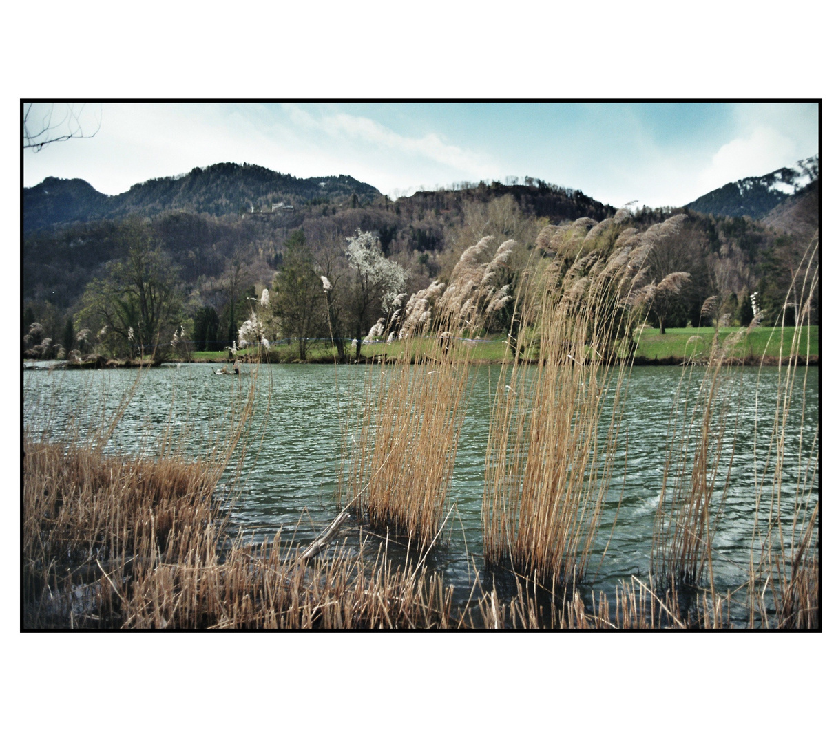 SchilfSee ( Analog)