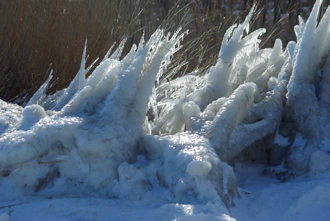 Schilfskulptur aus Eis und Sturm