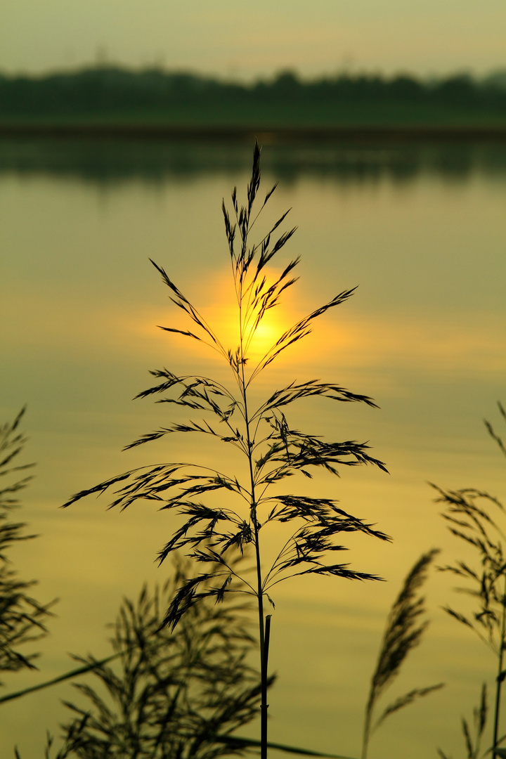 Schilfsonne