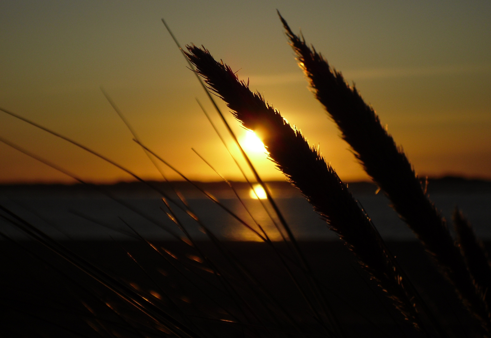 Schilfsonnenuntergang