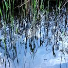 Schilfspiegelung im Teich