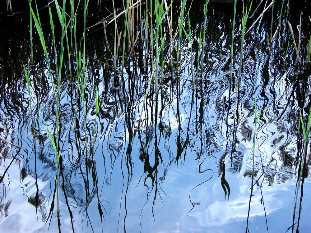 Schilfspiegelung im Teich