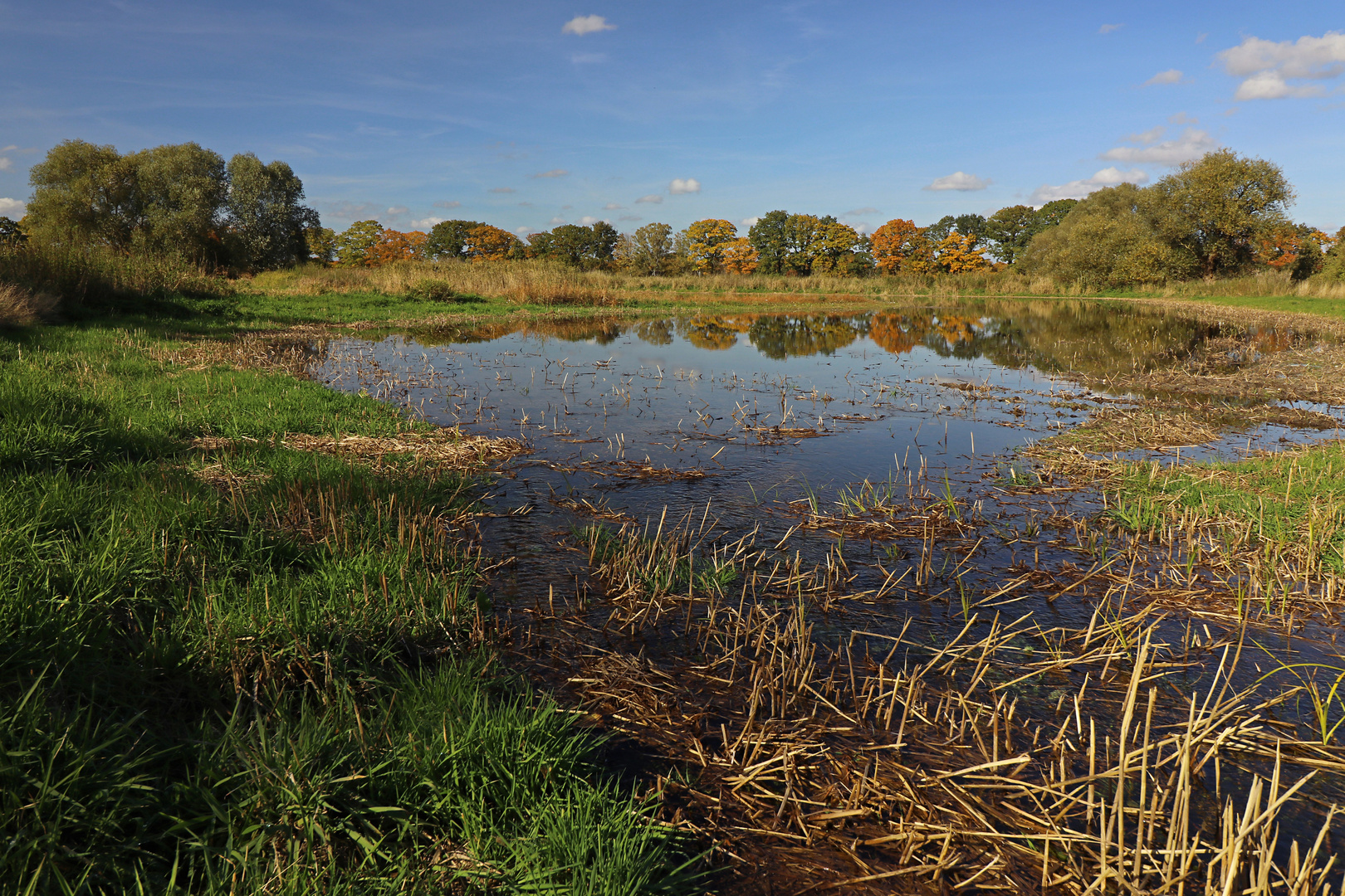 Schilfstoppeln im Flachwasser