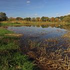 Schilfstoppeln im Flachwasser