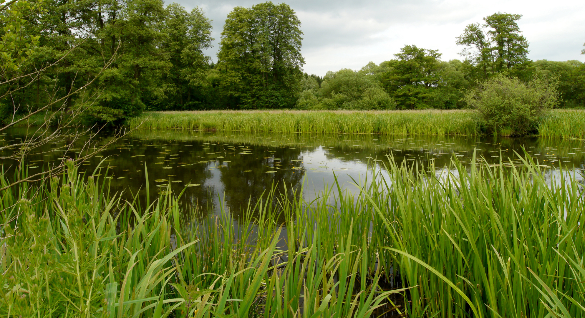 Schilfteich Foto & Bild outdoor, natur, landschaft Bilder auf