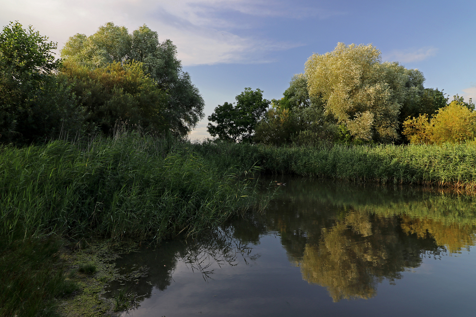 Schilfteich im Abendlicht