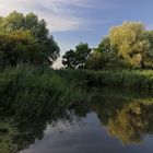 Schilfteich im Abendlicht