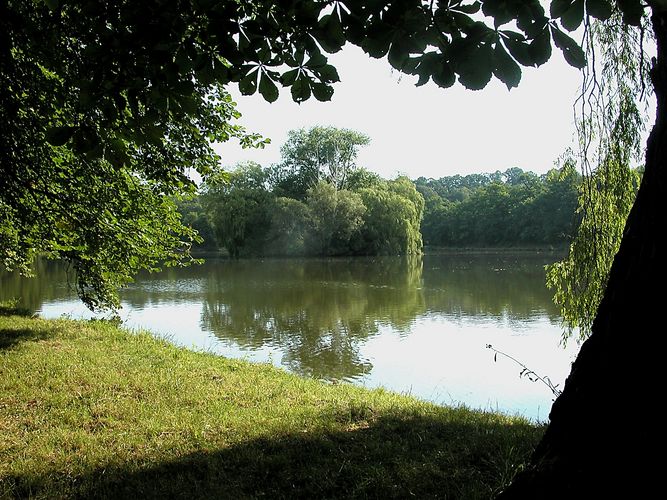 Schilfteich in Frankenberg (Sachsen )