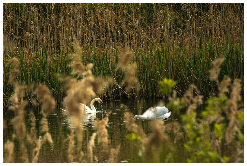 Schilfteich mit Schwänen