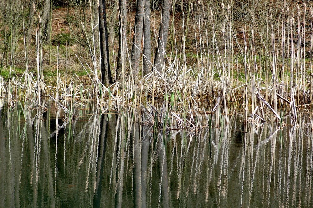 Schilfteich mit Spiegelung