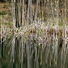 Schilfteich mit Spiegelung