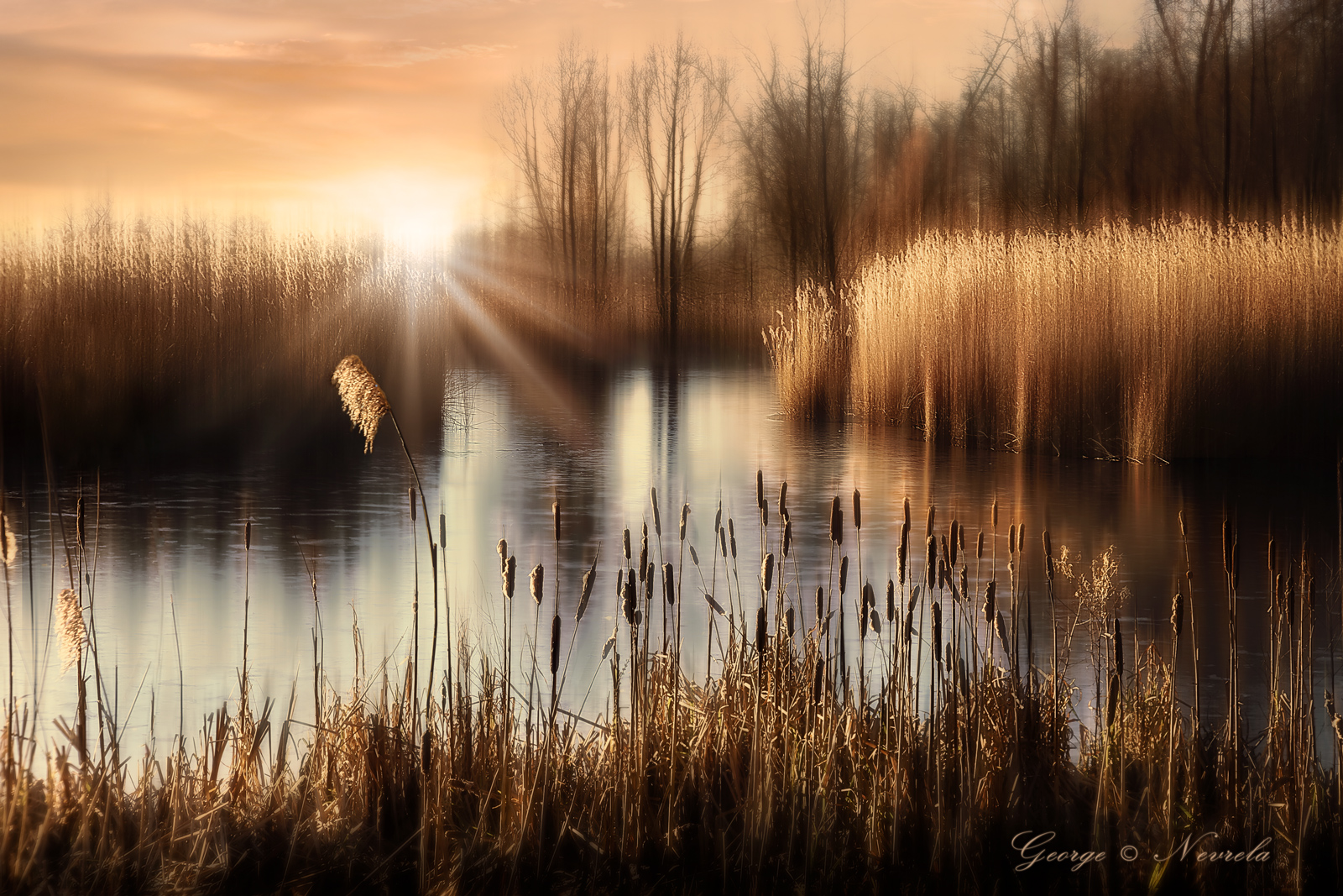 Schilfteich_Reed_Pond