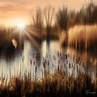 Schilfteich_Reed_Pond