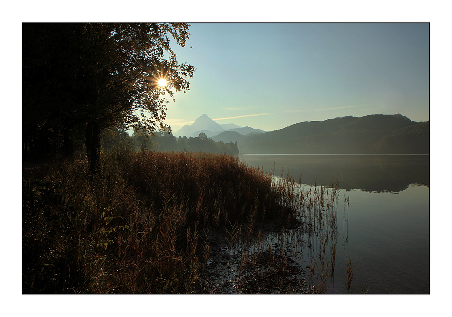 Schilfufer am Weissensee