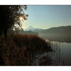 Schilfufer am Weissensee