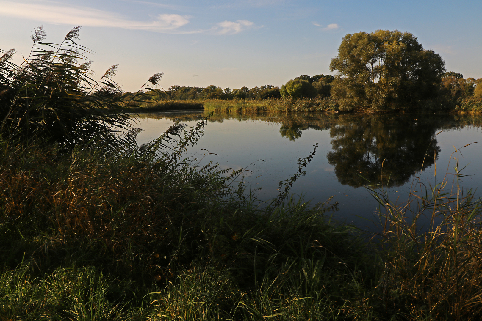 Schilfufer im Herbstlicht