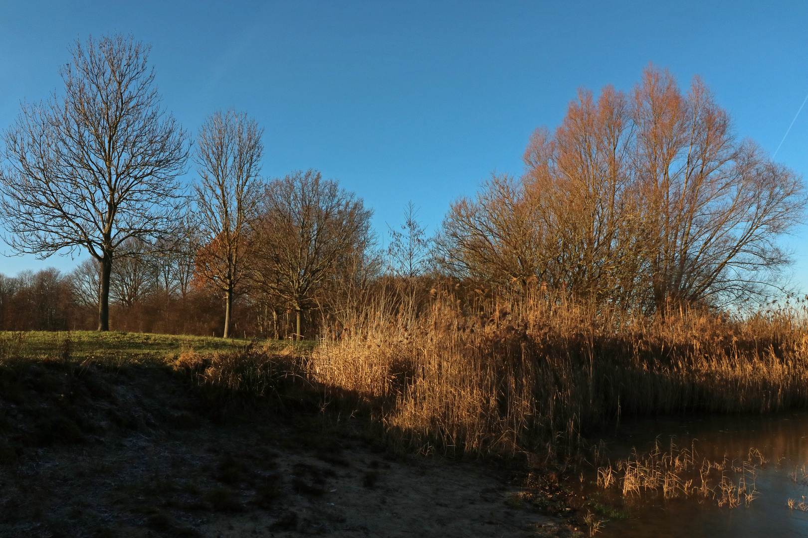 Schilfufer im Winterlicht