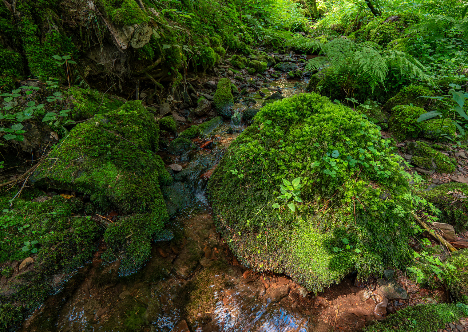 Schilfwasser