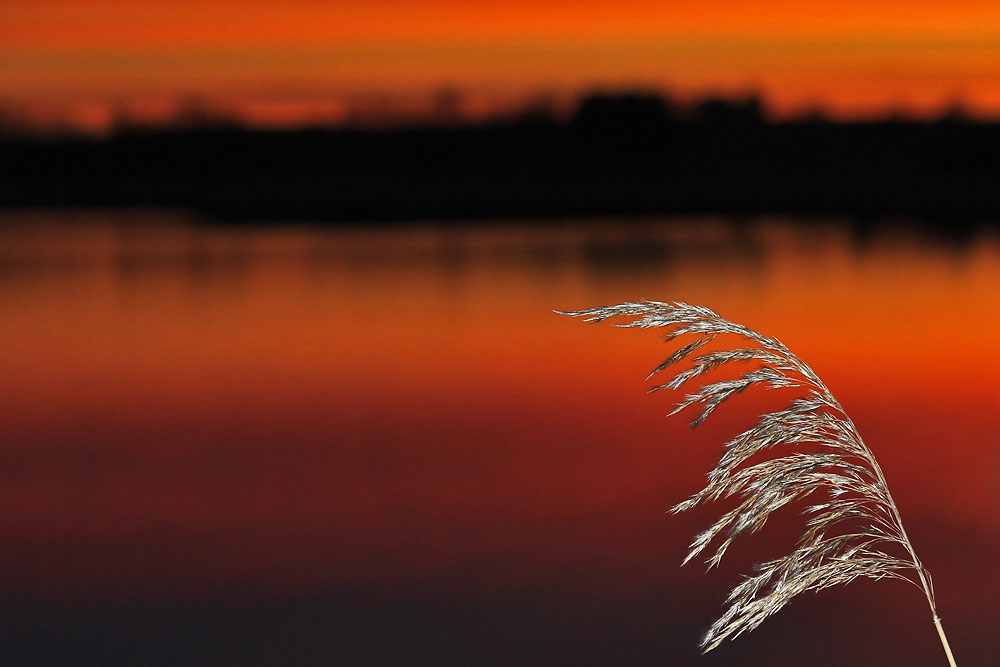 Schilfwedel am Federsee bei Morgenrot