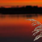 Schilfwedel am Federsee bei Morgenrot