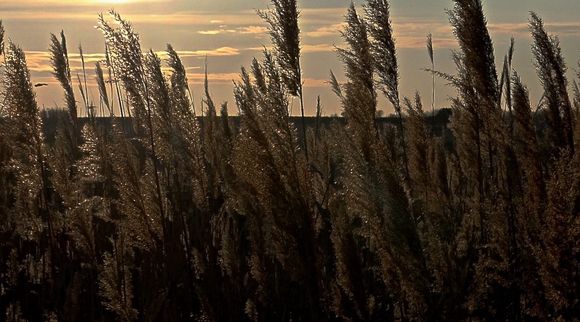 Schilfwedel im Abendlicht