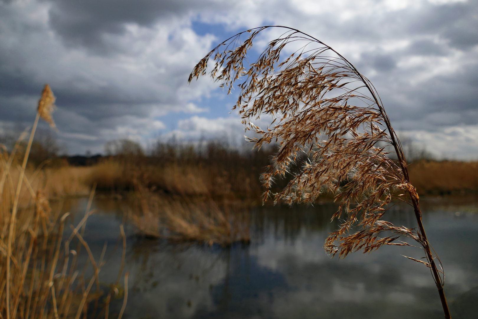 Schilfwedel im Licht