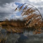 Schilfwedel im Licht