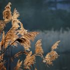 Schilfwedel im Licht