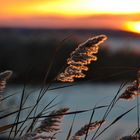 Schilfwedel im Novemberlicht