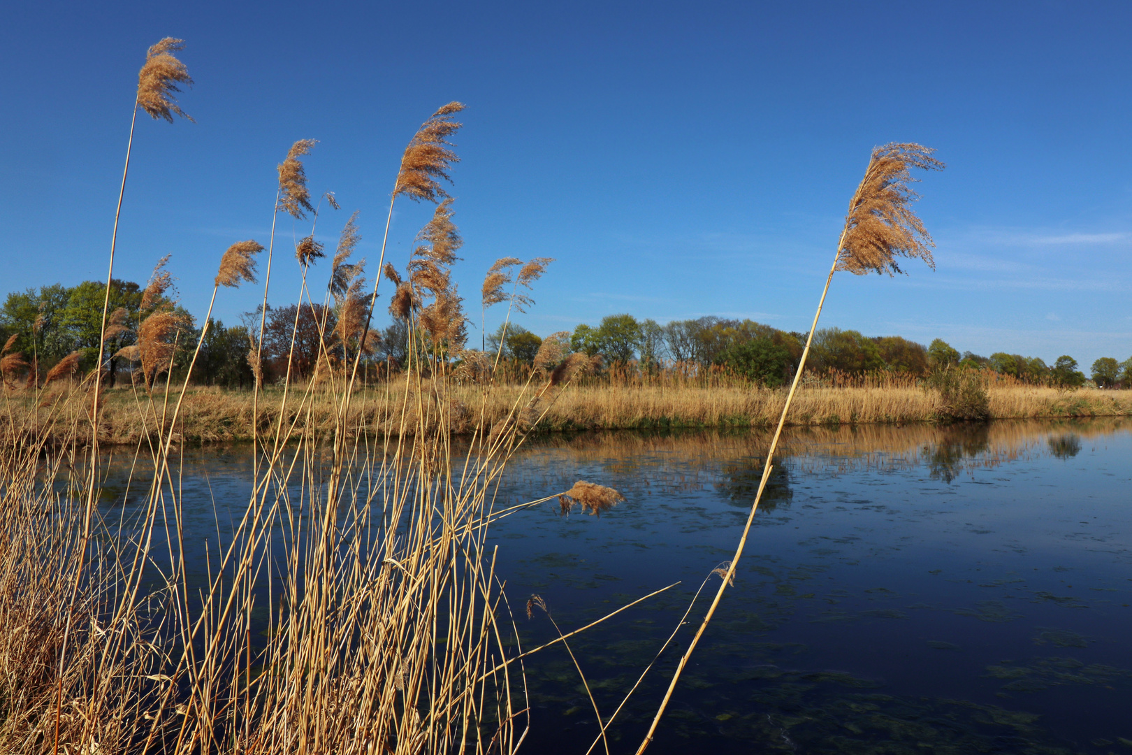 Schilfwedel im Wind