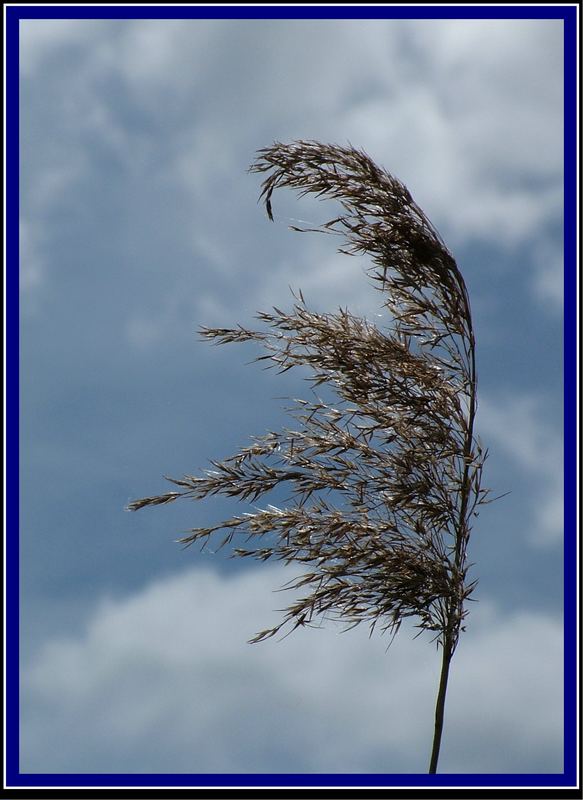 Schilfwedel im Wind