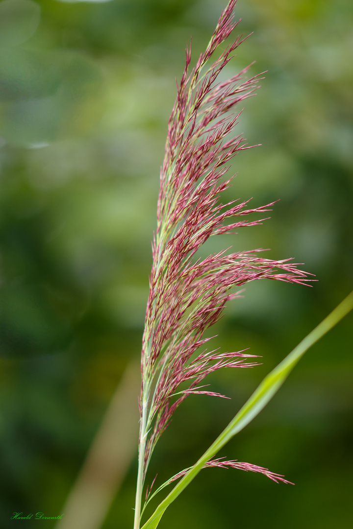 Schilfwedel (Phragmites australis)