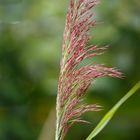 Schilfwedel (Phragmites australis)