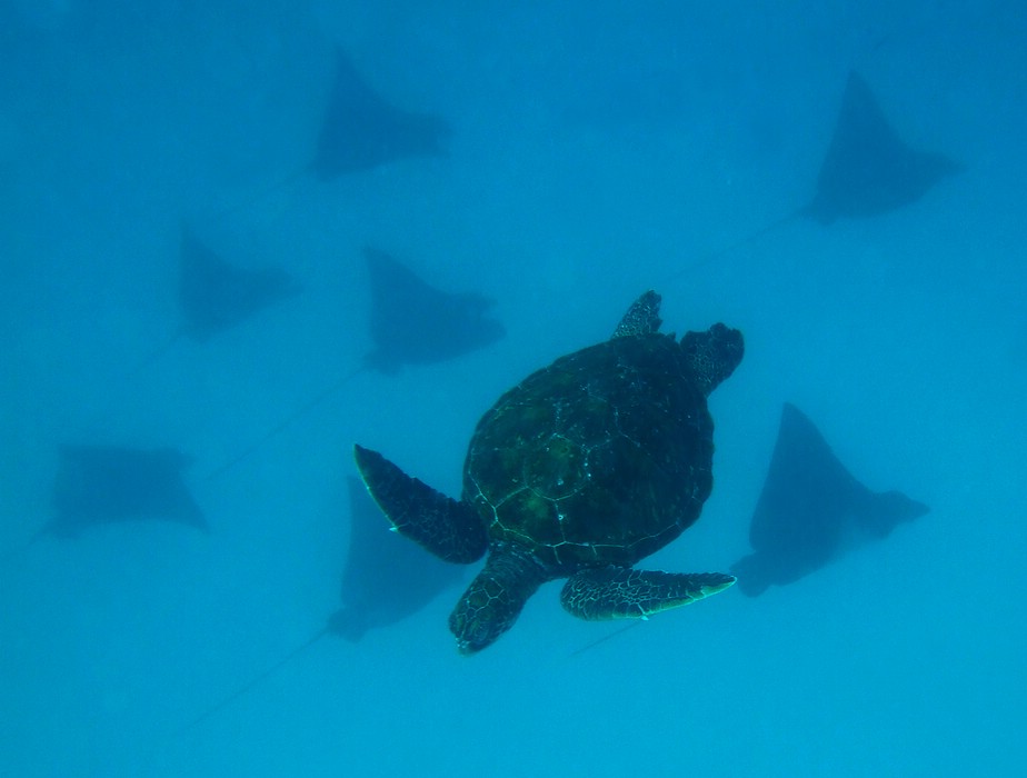 Schilkröte mit Adlerrochen (Galapagos)