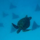 Schilkröte mit Adlerrochen (Galapagos)