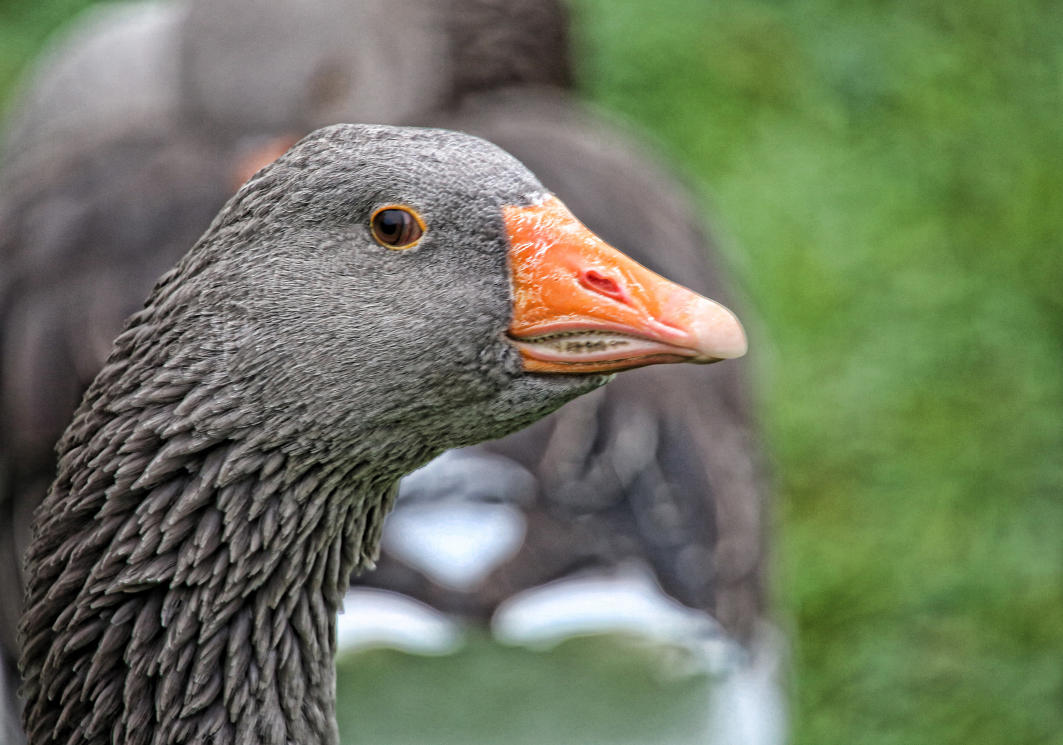 Schillende Gans