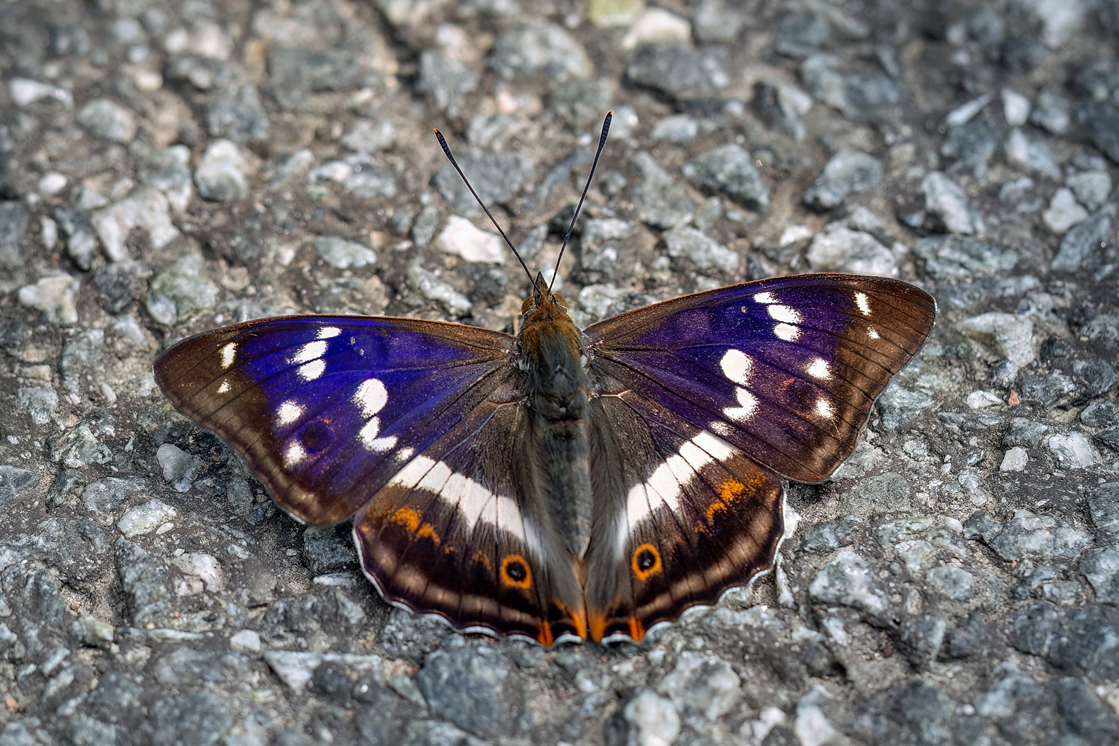 Schiller auf der Straße