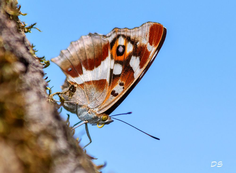 Schillerfalter