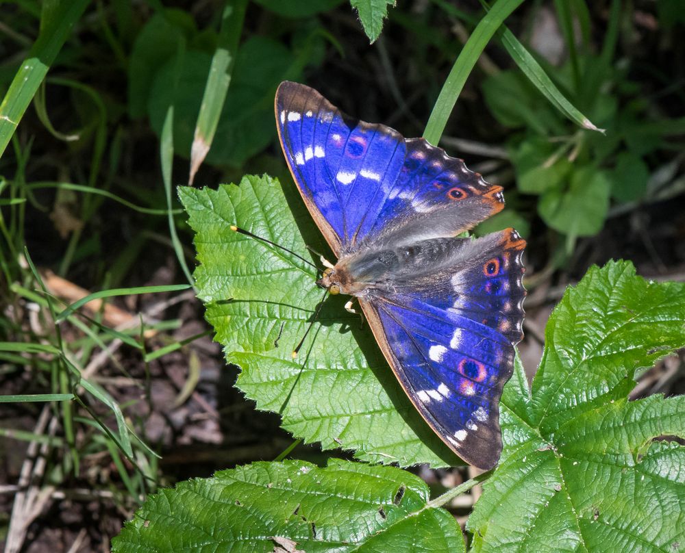 Schillerfalter