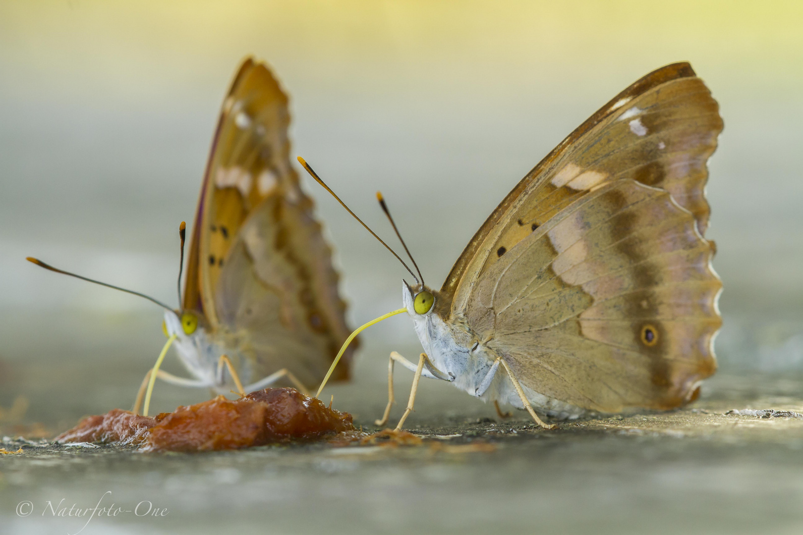 Schillerfalter, Apatura ilia