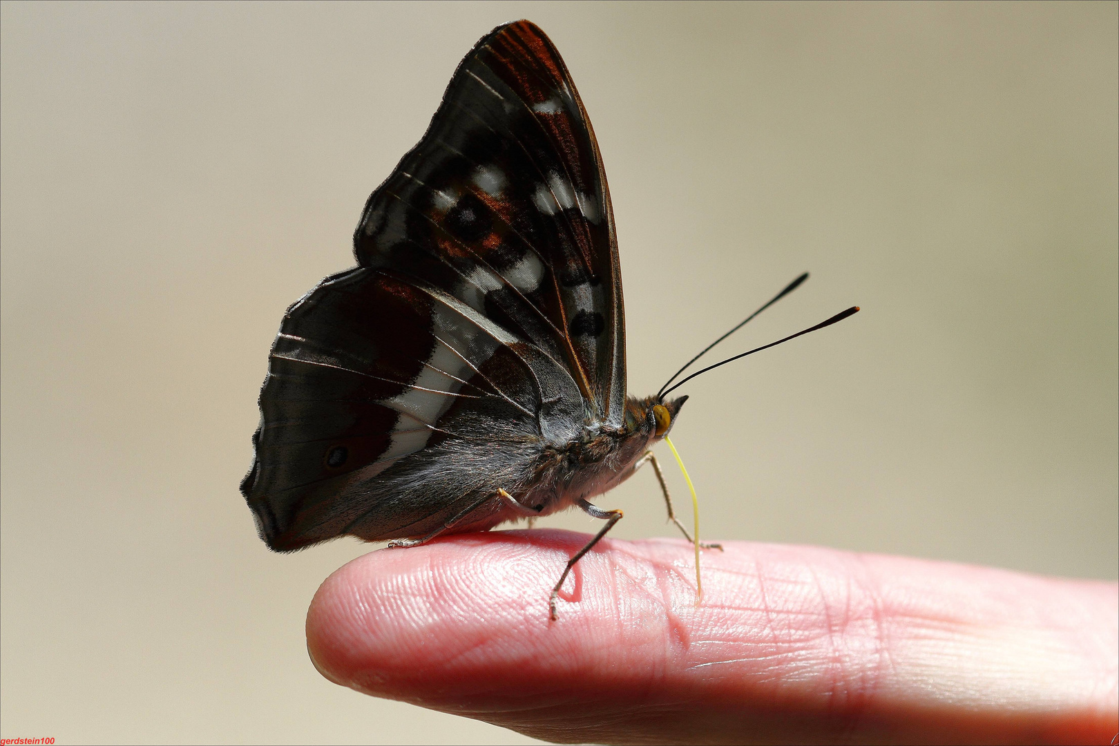 Schillerfalter auf Finger