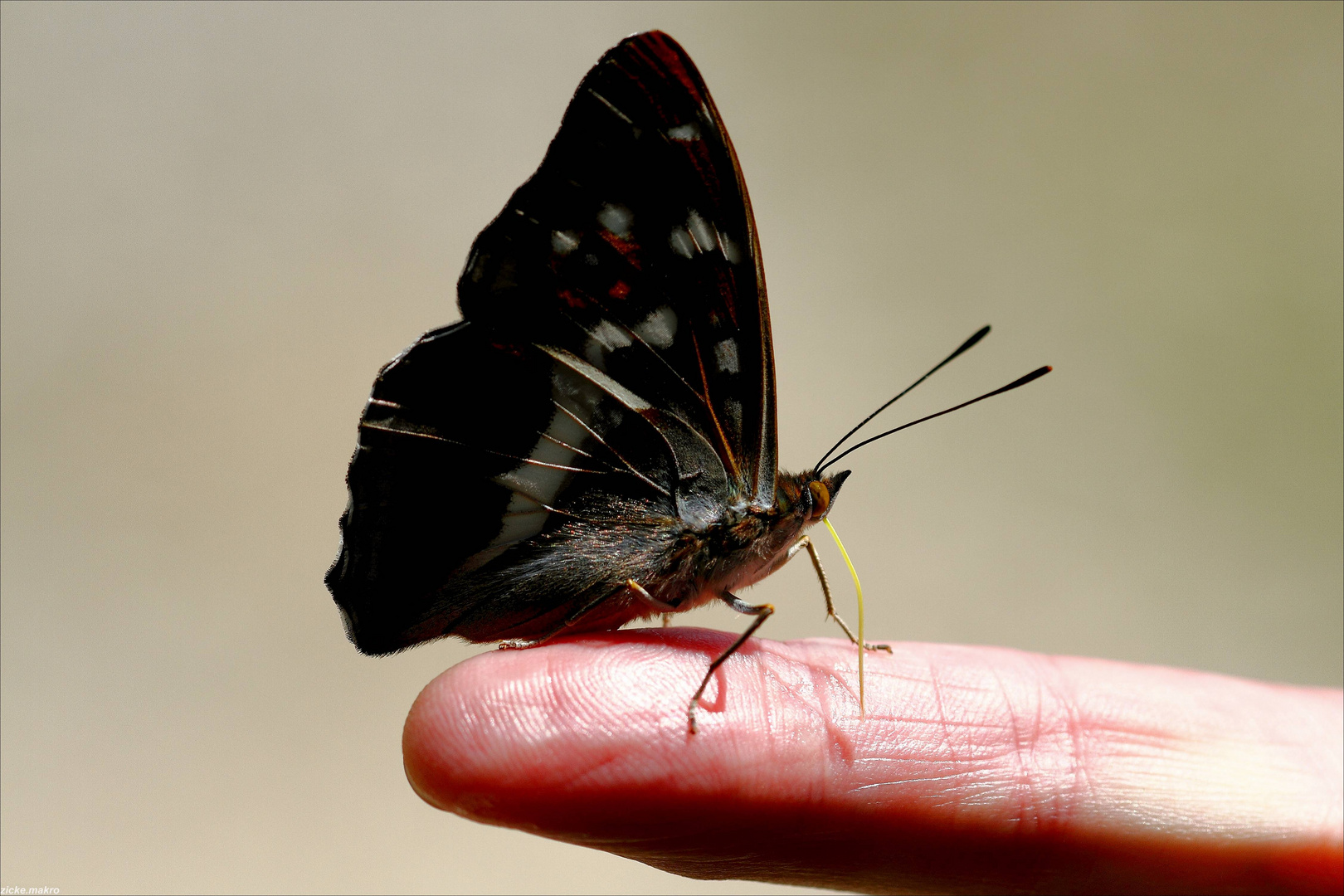 Schillerfalter auf Finger