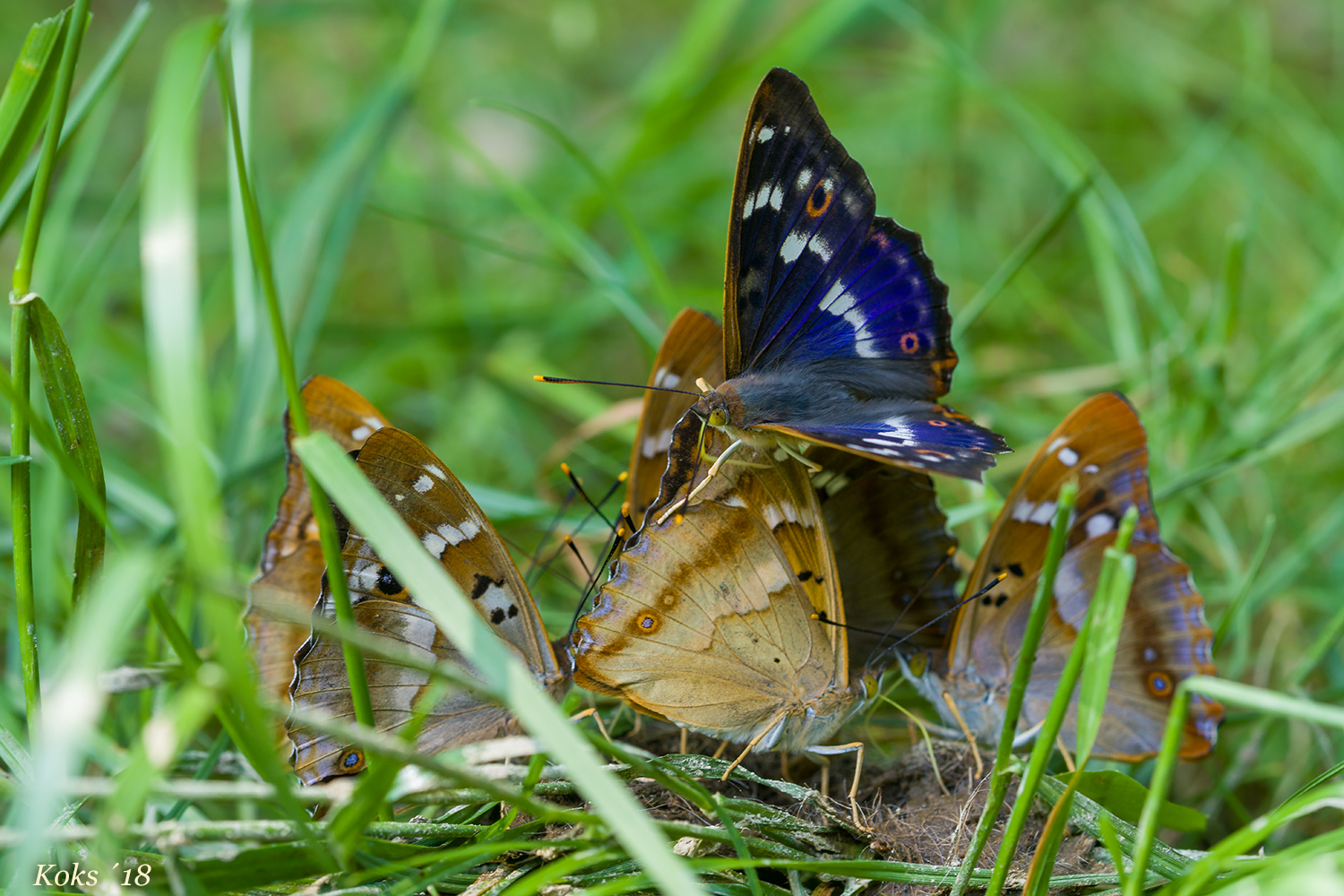 Schillerfalter-Buffet