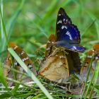 Schillerfalter-Buffet