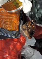 Schillerfalter: Es müssen nicht immer Blüten sein 01