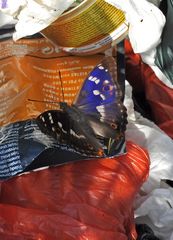 Schillerfalter: Es müssen nicht immer Blüten sein 02