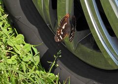 Schillerfalter: Es müssen nicht immer Blüten sein 03