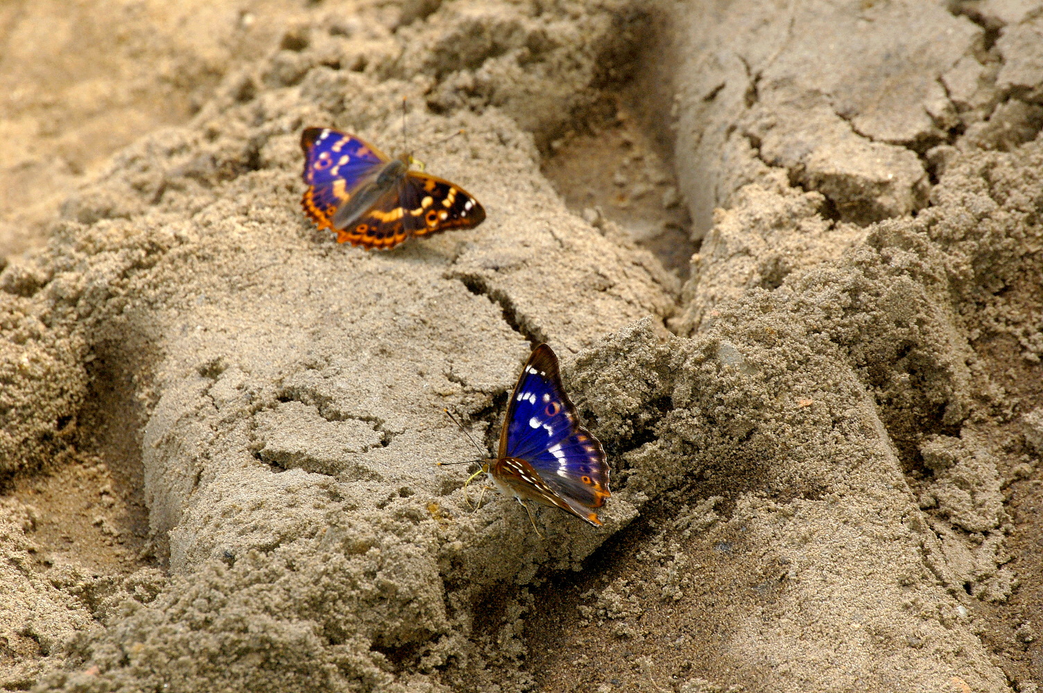 Schillerfalter im Doppelpack