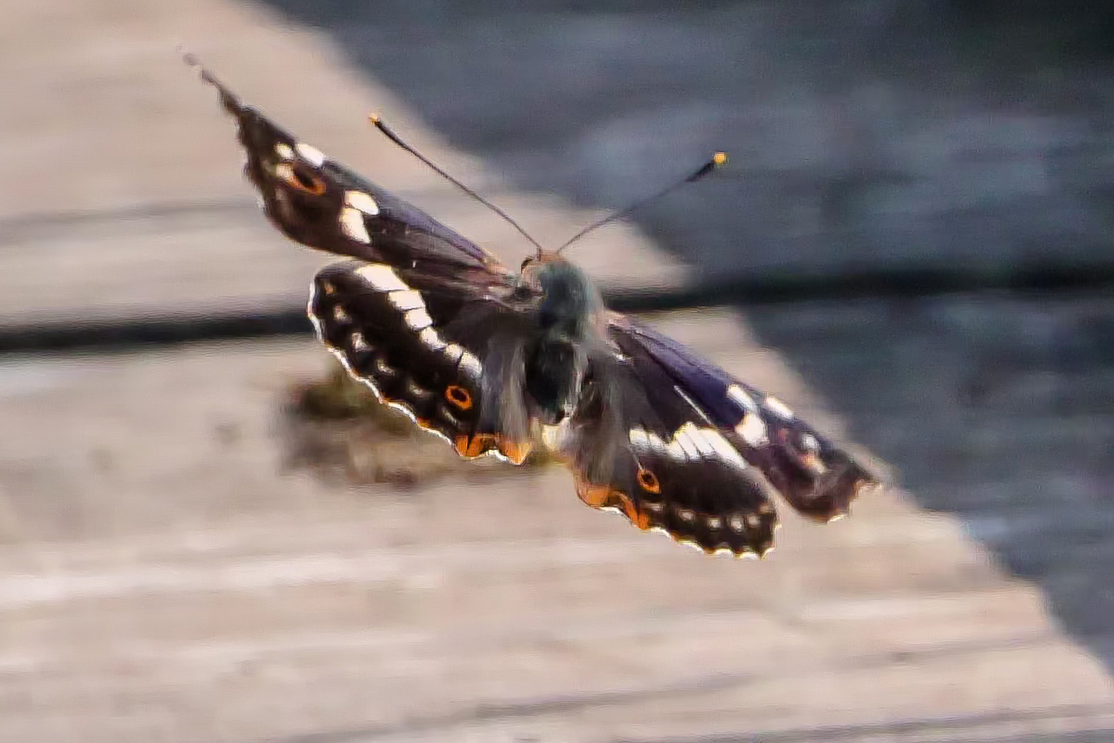 Schillerfalter im Flug am Steg