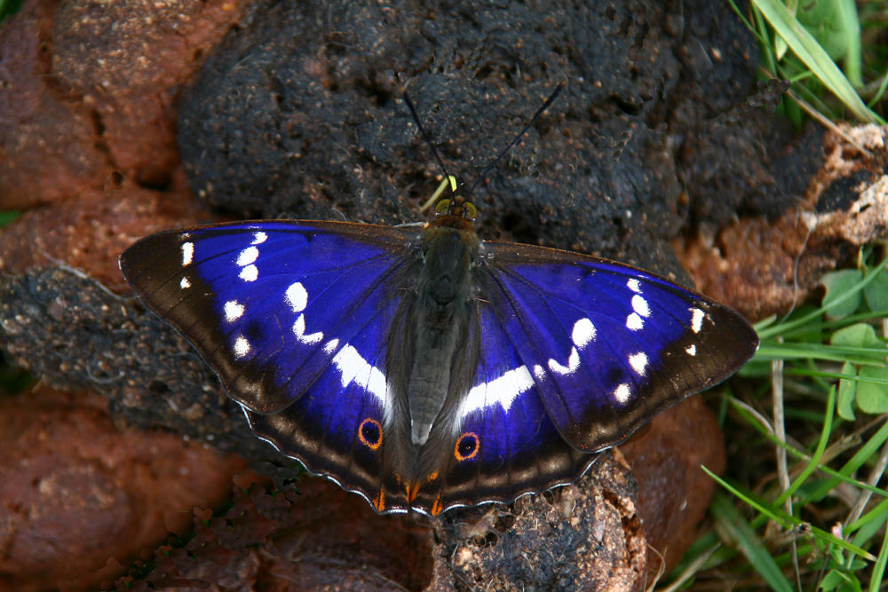 Schillerfalter (Männchen) beim Naschen auf Naturkost